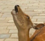 Deer Scream