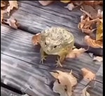 FrogFlipGiggle