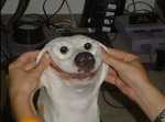 We've Identified the Dog Over