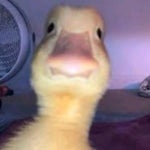 Hello your computer has virus