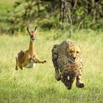 Thundercat & Tame Impala | No More Lies.