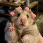 Pipi Kiwi