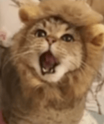 uwu