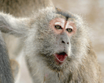 monkey rap