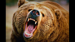 Grizzly Bear Roar