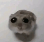 Sad hamster