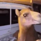 cala-boca-puta - Sound