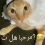 Examination taunt (D-zero)