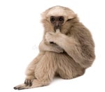 gibbon