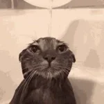 scream of pain and suffering