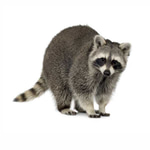 Angry Raccoon - Sound