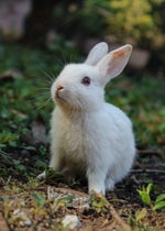 [SCP] NINE TAILED FOX SONG by TryHardNinja