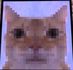 UIA cat meme