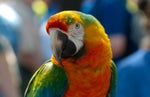 Parrot