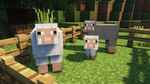 Step4 - sheep