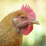 huhn compilation feat drecksackblase update part2