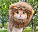 What animal am I ? - Meow