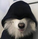 zxcursed mana break (phonk)