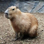 MC JESSICA DO ESCADÃO AI MEU UUU DJ DO CRIME ( DA PONTE PRA CA - Sound