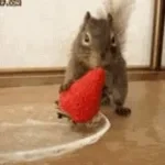 frozen strawberries  #funny #memes #whowillbemylifepartnerta