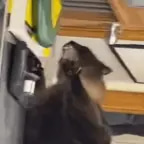 Cat Scream