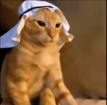 Arabic Cat
