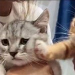 Ghostface Playa Swaggin' at the Partment