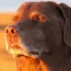dog staring into sun (copy)