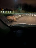 Shrek 4 no zarycz no! - Sound