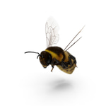 Bee Noises