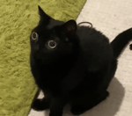 MAN MAN MANDELA DELA - Sound