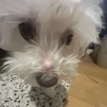 Hyperbaiter Disstrack (copy) (copy)