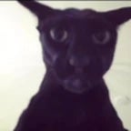 larry computer (copy)