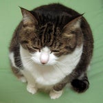 Phasmophobia Death Jumpscare