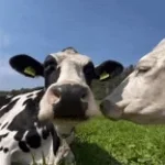 Vache (copy)
