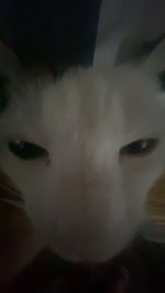 GUP! Cat