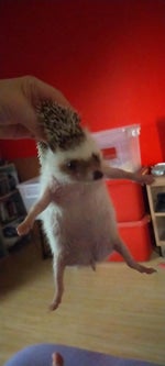 Eating a Burger With No Honey Mustard