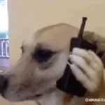 Police de la tunisie