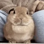 lionel bunny