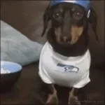 bark fart (copy)