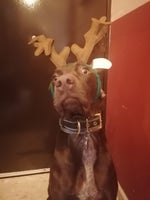 Arabian cat (Official Music VIdeo) ft