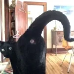 Good kitty kitty song