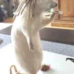 succesful pcf lill tony