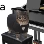 fein cat