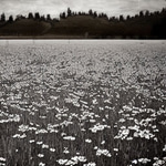Daisy 09 sound