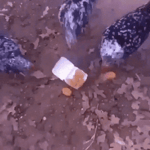 Chicken Eating Chicken