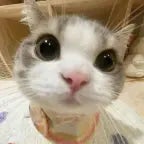 Original greek banger