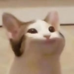 pop cat