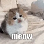 meowwww