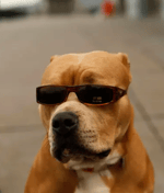 wiggle wiggle wiggle